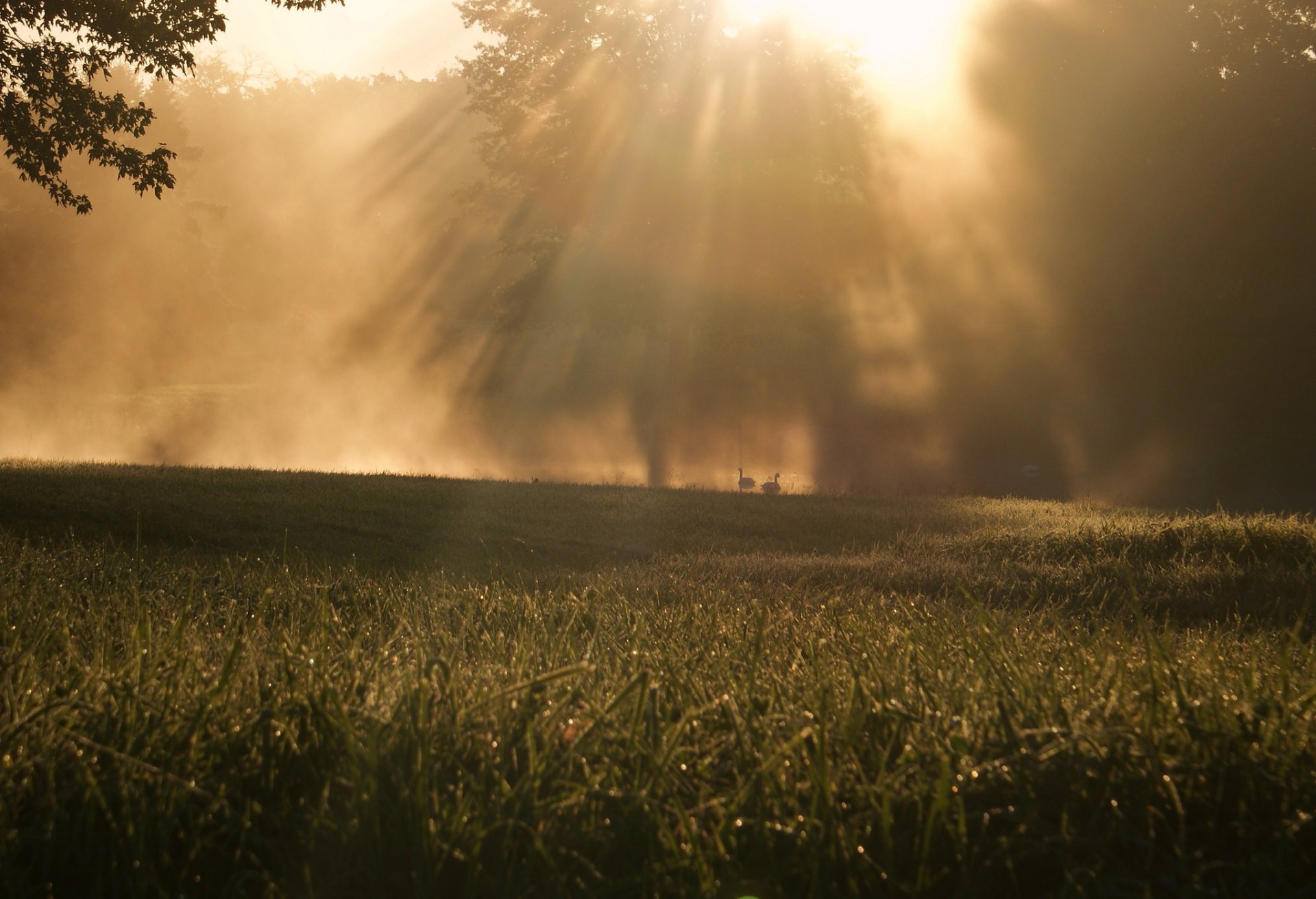 HD PC desktop wallpaper showing a foggy grass field bathed in warm sunbeams, capturing a serene moment in nature.