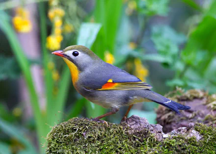 A colorful tanager bird perched on a moss-covered branch with green foliage and yellow flowers in the background, captured in HD for a vibrant desktop wallpaper.