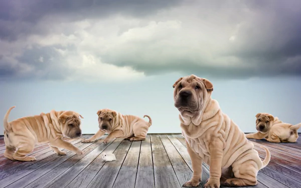 mouse dog Animal shar pei HD Desktop Wallpaper | Background Image