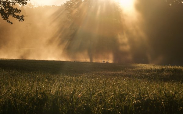 Earth Sunbeam Nature Grass Fog HD Wallpaper | Background Image