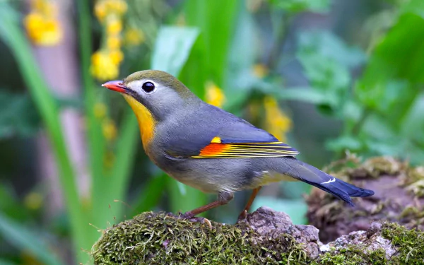 A colorful tanager bird perched on a moss-covered branch with green foliage and yellow flowers in the background, captured in HD for a vibrant desktop wallpaper.