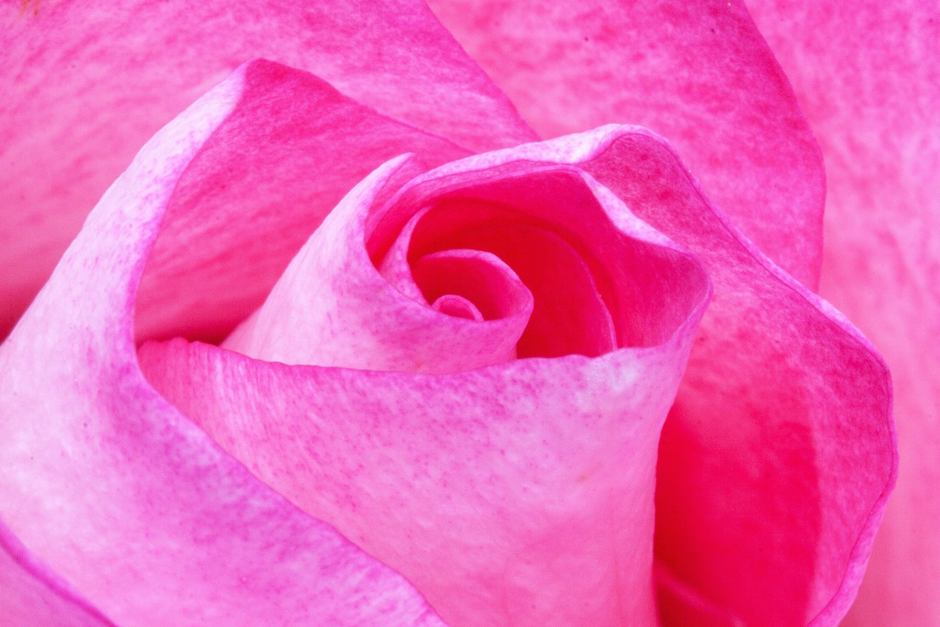 Download Flower Pink Flower Macro Nature Rose 4k Ultra HD Wallpaper ...