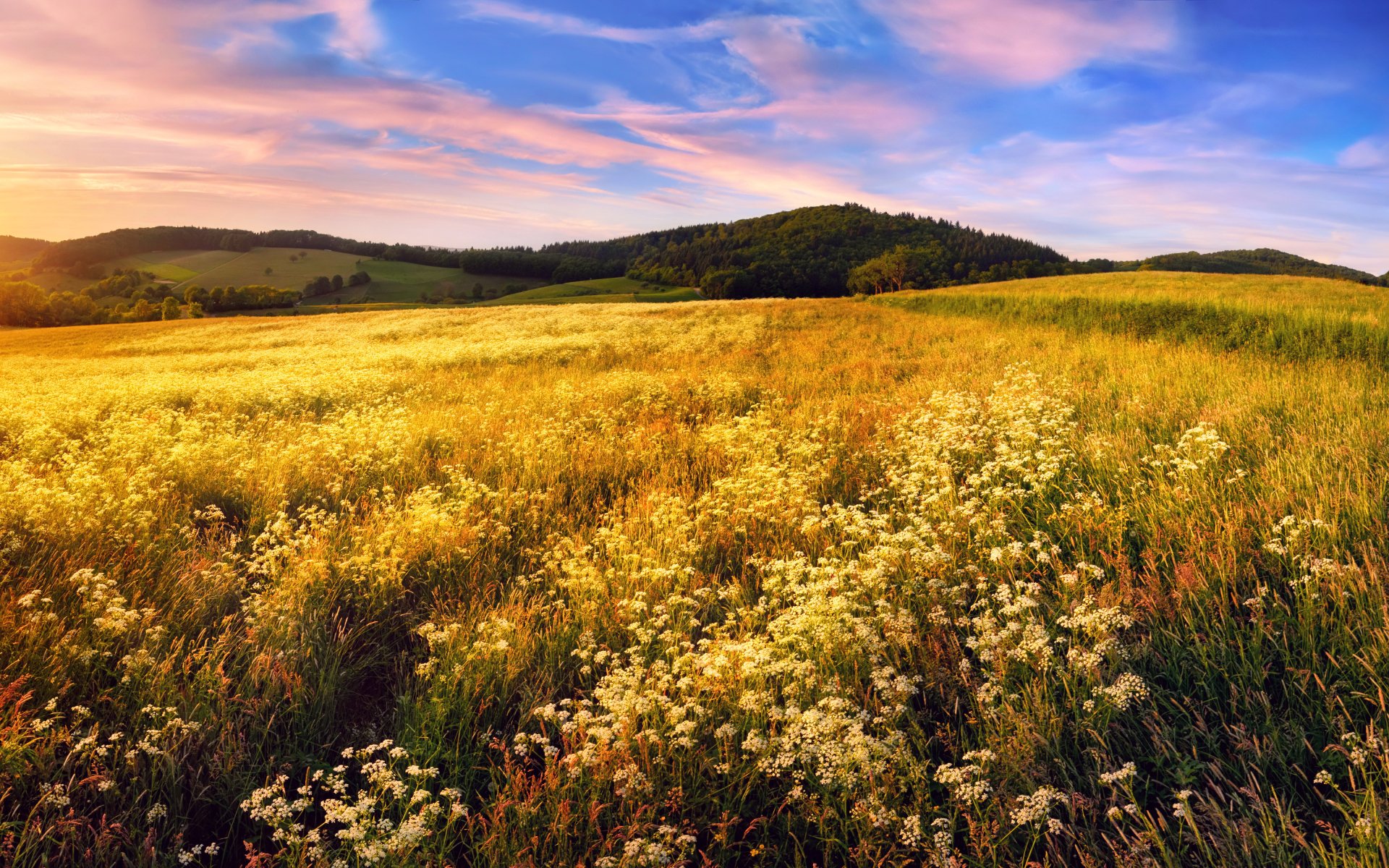 Sunset Field