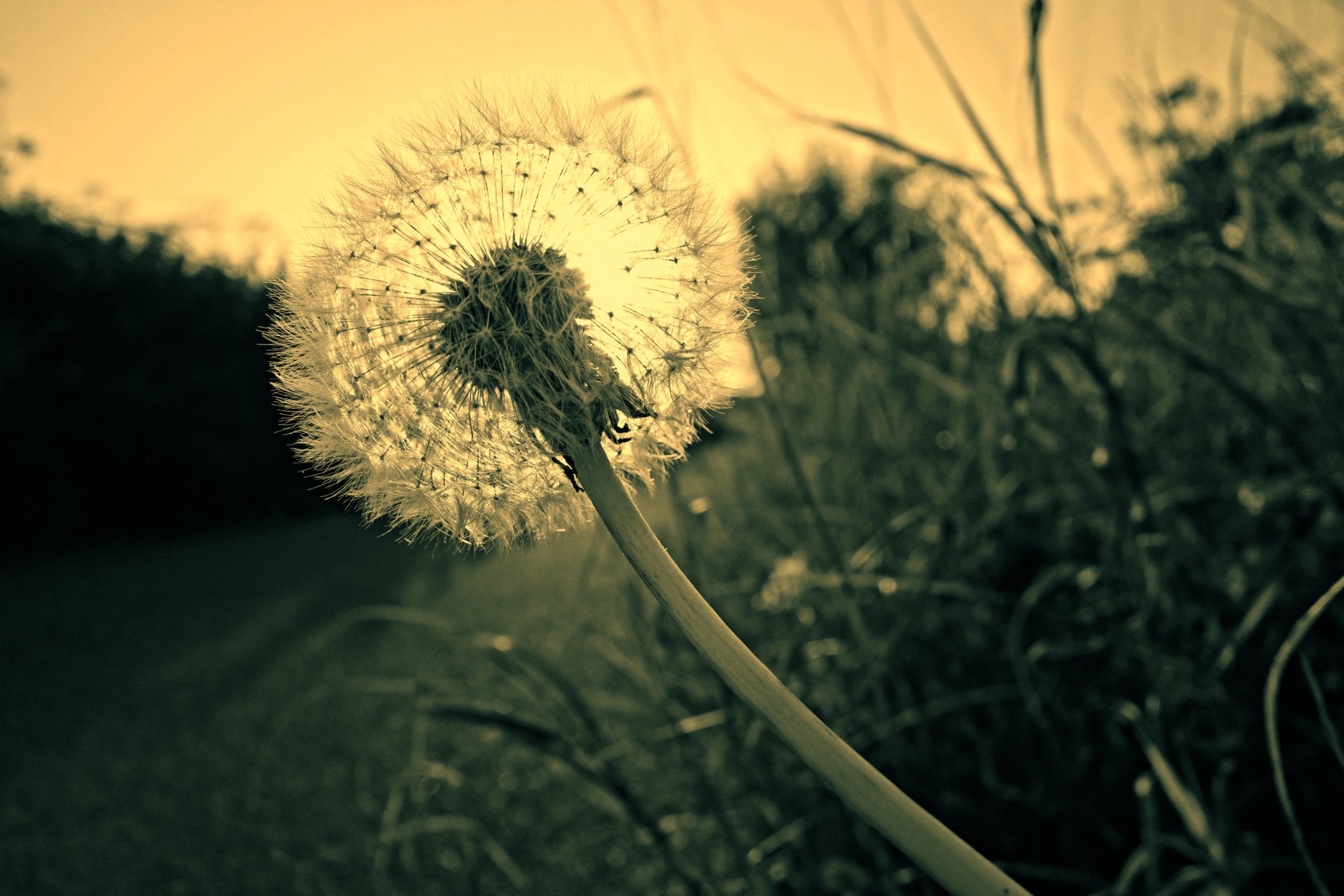 Close-up of a dandelion seed head glowing in golden dusk over a grassy field — 4K Ultra HD nature PC desktop wallpaper and background.