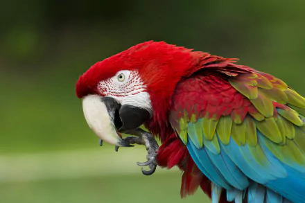 Vivid close-up of a red-and-green macaw with striking feathers, captured in HD for a desktop wallpaper background.