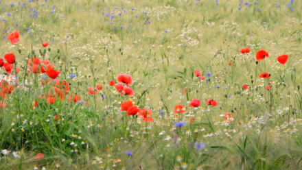 HD PC desktop wallpaper background: summer wheat meadow and field dotted with red poppies and wildflowers.