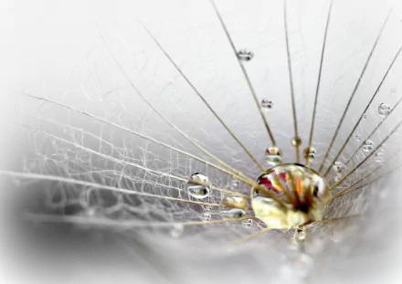 plant macro nature water drop HD Desktop Wallpaper | Background Image