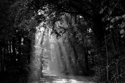 sunbeam Black & White forest nature dirt road path HD Desktop Wallpaper | Background Image