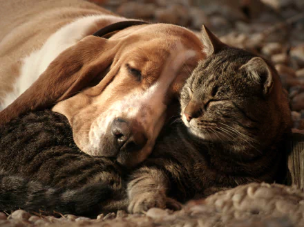 A cute basset hound and cat sleeping peacefully together, captured in a high-definition PC desktop wallpaper featuring a hound and a tranquil feline.