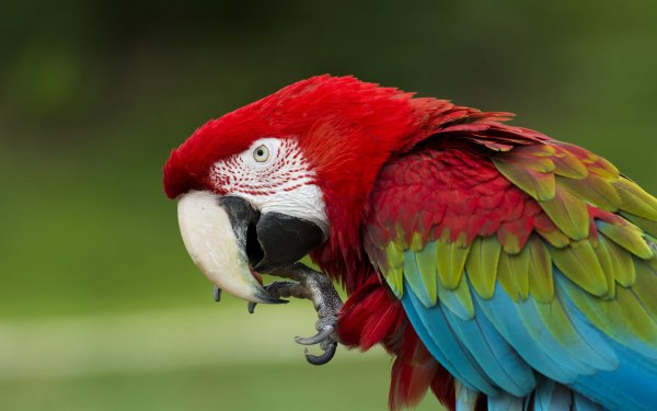 Animal Red-and-green Macaw Birds Parrots Macaw HD Wallpaper | Background Image