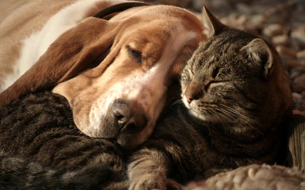 A cute basset hound and cat sleeping peacefully together, captured in a high-definition PC desktop wallpaper featuring a hound and a tranquil feline.