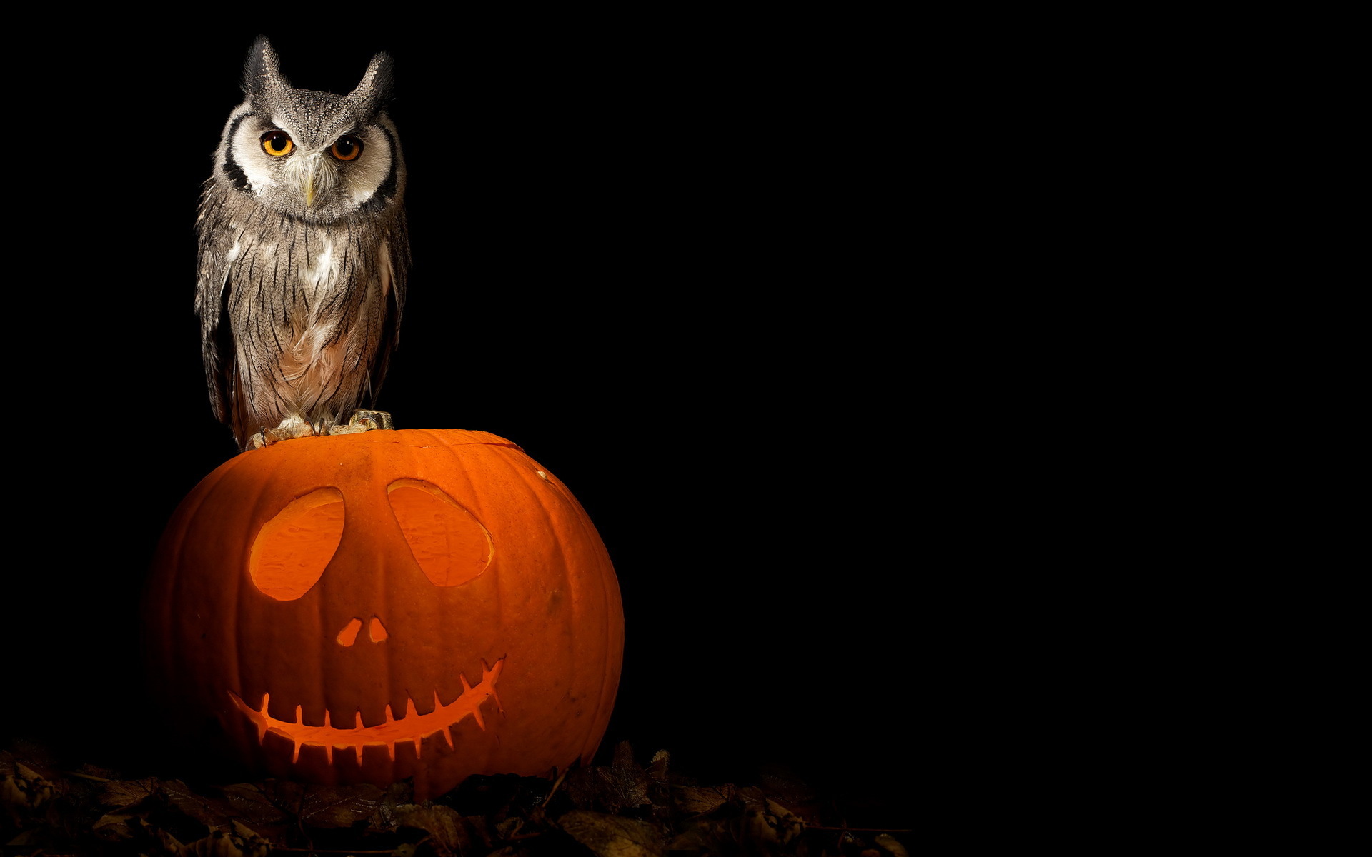 halloween owl