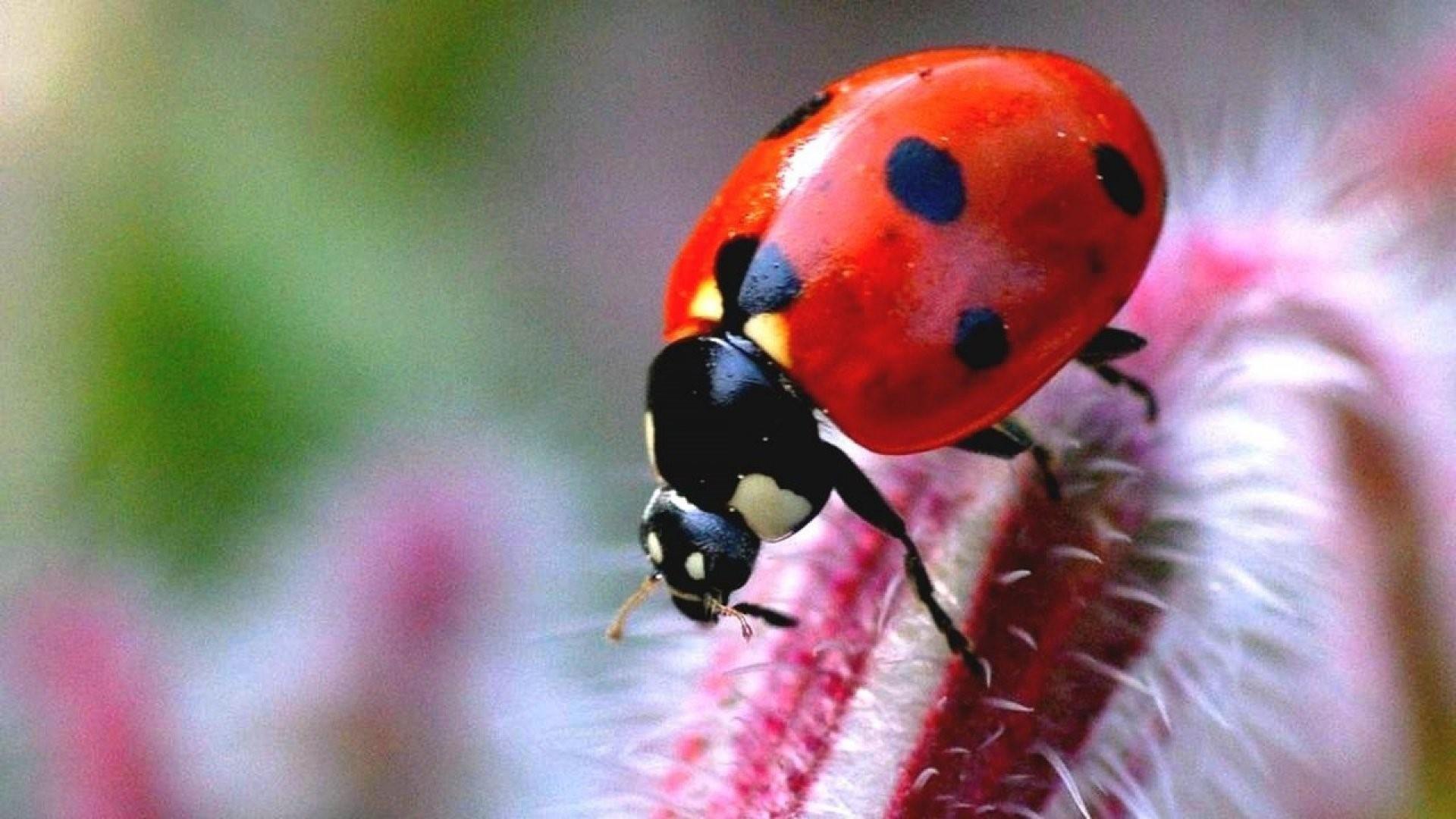 Download Animal Ladybug HD Wallpaper