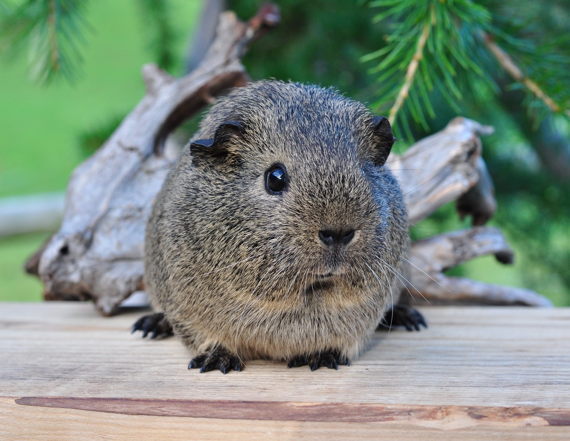 Close-up of a gray guinea pig rodent on a wooden surface with green foliage and driftwood behind, 2K Quad HD PC desktop wallpaper/background.