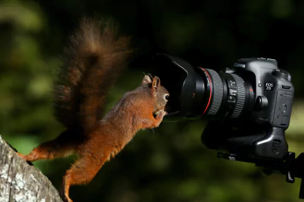 A curious squirrel approaches a Canon camera, captured in high-definition detail, creating a vibrant wildlife-themed PC desktop wallpaper background.