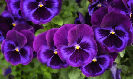Vibrant purple pansy flowers in full bloom with lush green leaves, showcased in a detailed 4K Ultra HD nature wallpaper for PC desktop background.