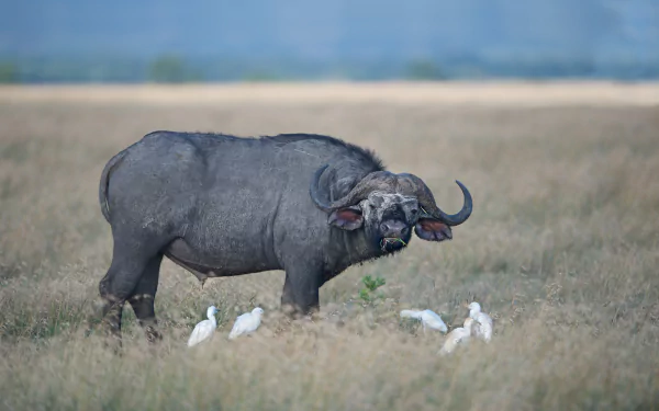grass bird Animal african buffalo HD Desktop Wallpaper | Background Image