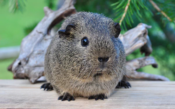 Close-up of a gray guinea pig rodent on a wooden surface with green foliage and driftwood behind, 2K Quad HD PC desktop wallpaper/background.
