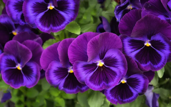 Vibrant purple pansy flowers in full bloom with lush green leaves, showcased in a detailed 4K Ultra HD nature wallpaper for PC desktop background.