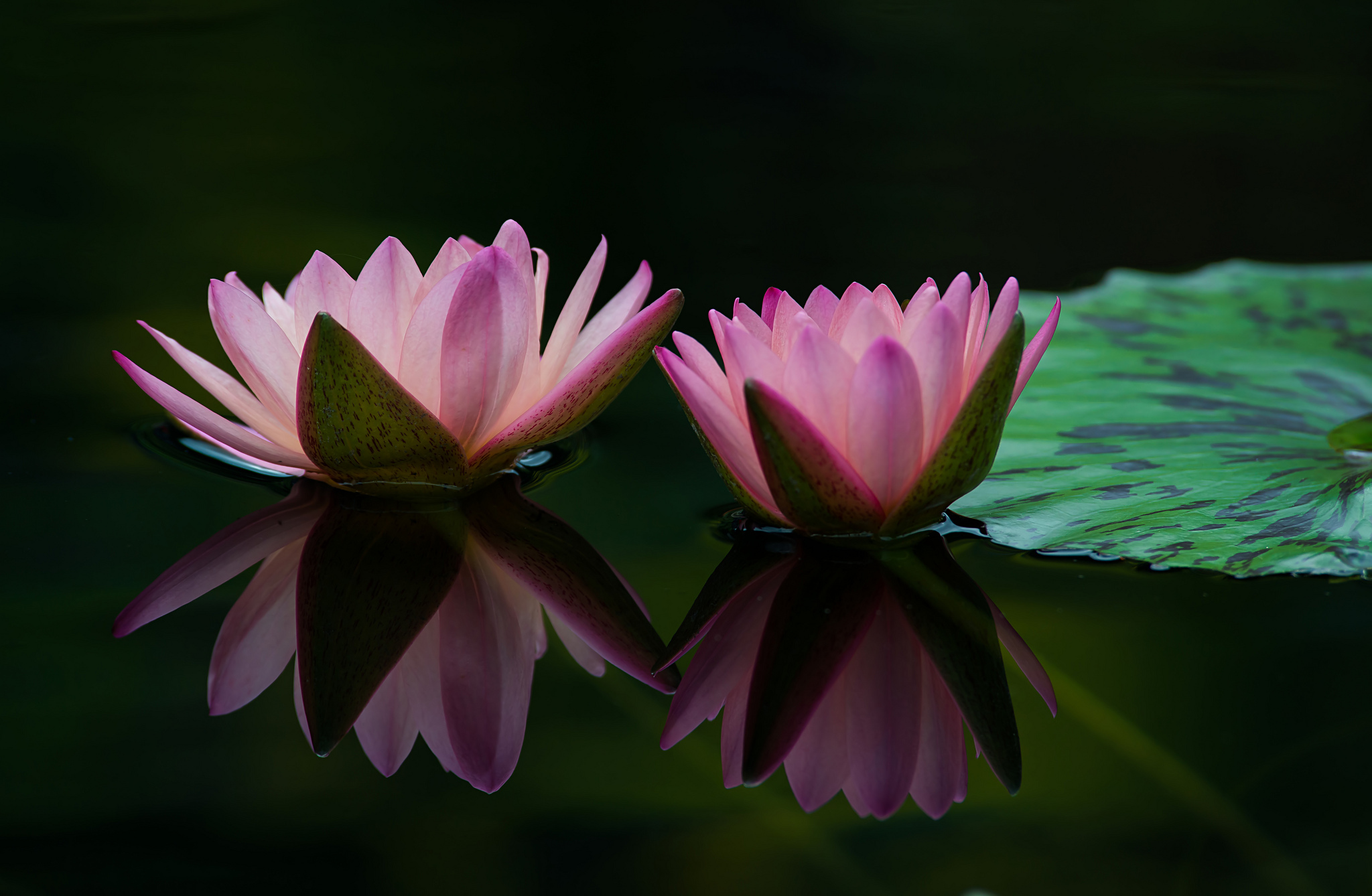 Nature Lotus HD Wallpaper