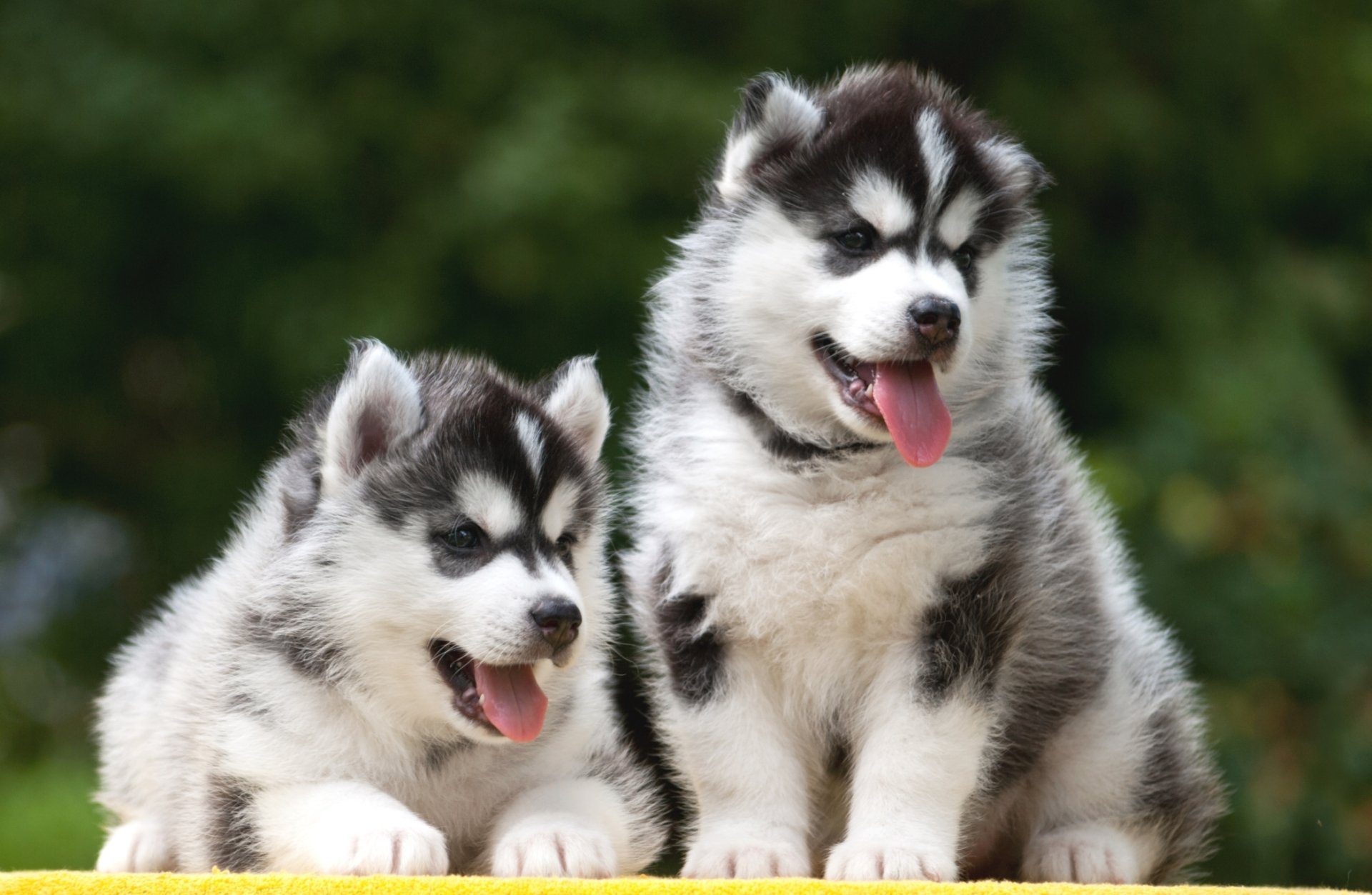 Animal Husky HD Wallpaper