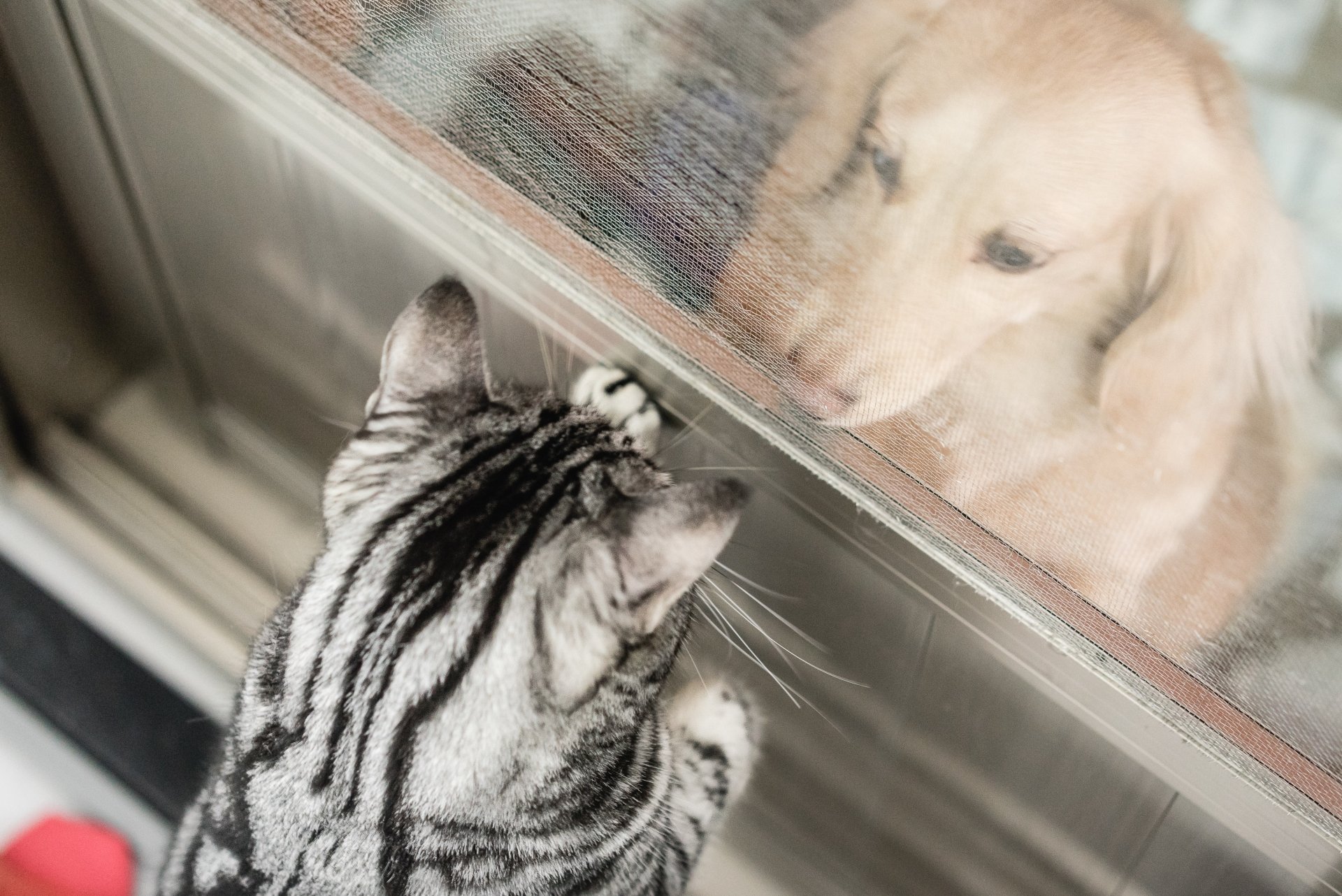 4K Ultra HD PC desktop wallpaper: tabby cat paws at a glass door while a golden retriever presses its nose to the other side — a gentle dog and cat animal scene.