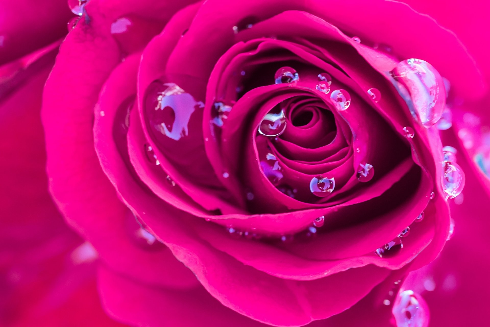 Download Pink Flower Water Drop Flower Macro Nature Rose HD Wallpaper ...