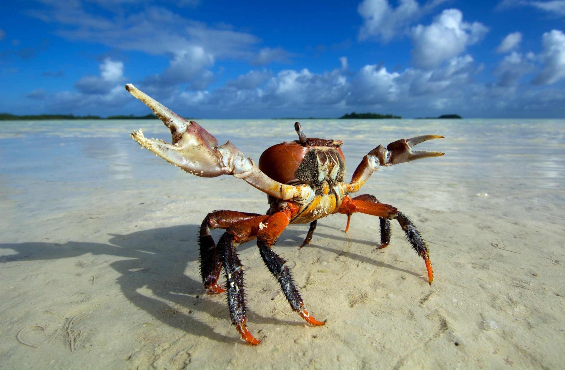Download Nature Ocean Horizon Sand Animal Crab 4k Ultra HD Wallpaper