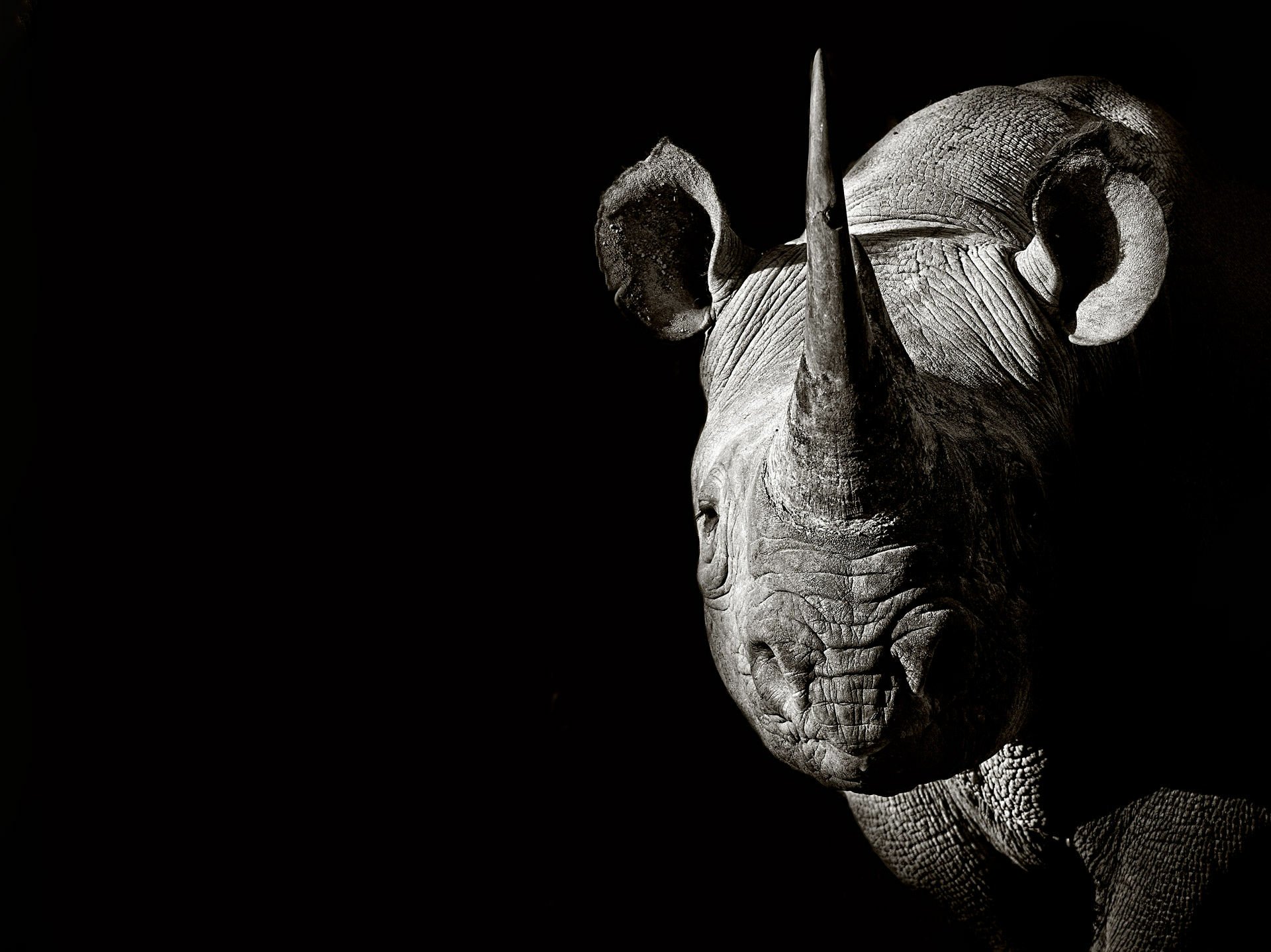 rave fpr rhino free download