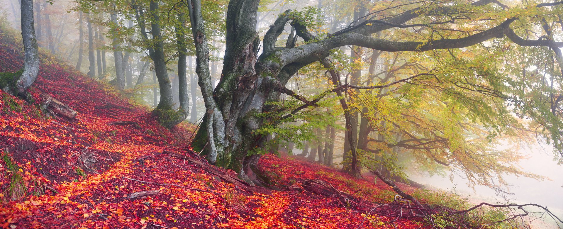 A misty forest scene in fall, featuring a winding path covered in vibrant orange leaves next to a gnarled tree, showcases the serene beauty of nature. 4K Ultra HD wallpaper.