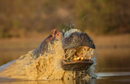 Hippo bursting from muddy water with jaws open and spray flying — HD PC desktop wallpaper and background.