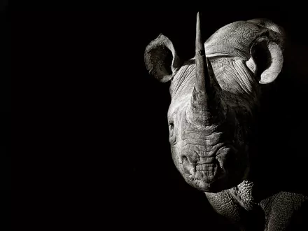 Black-and-white HD PC desktop wallpaper: close-up of a rhino head emerging from a deep black background.