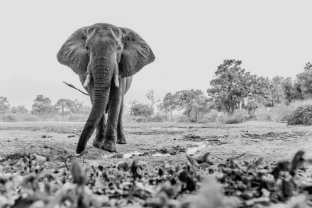 Black & White Animal African bush elephant HD Desktop Wallpaper | Background Image