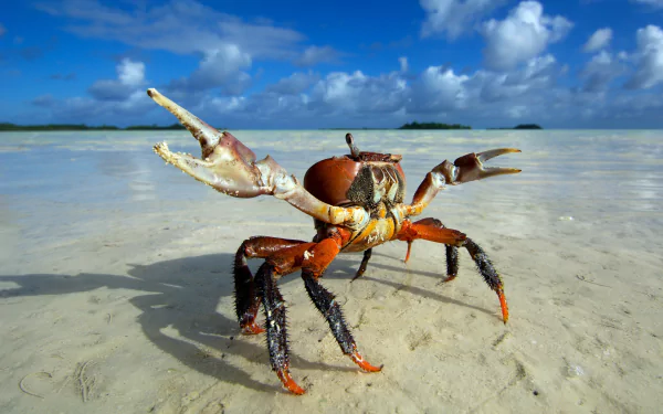 5K Ultra HD PC desktop wallpaper showing a crab (animal) on wet sand with the ocean and horizon beneath a bright blue sky.