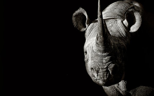 Animal Rhino Rhinoceros Black & White HD Wallpaper | Background Image