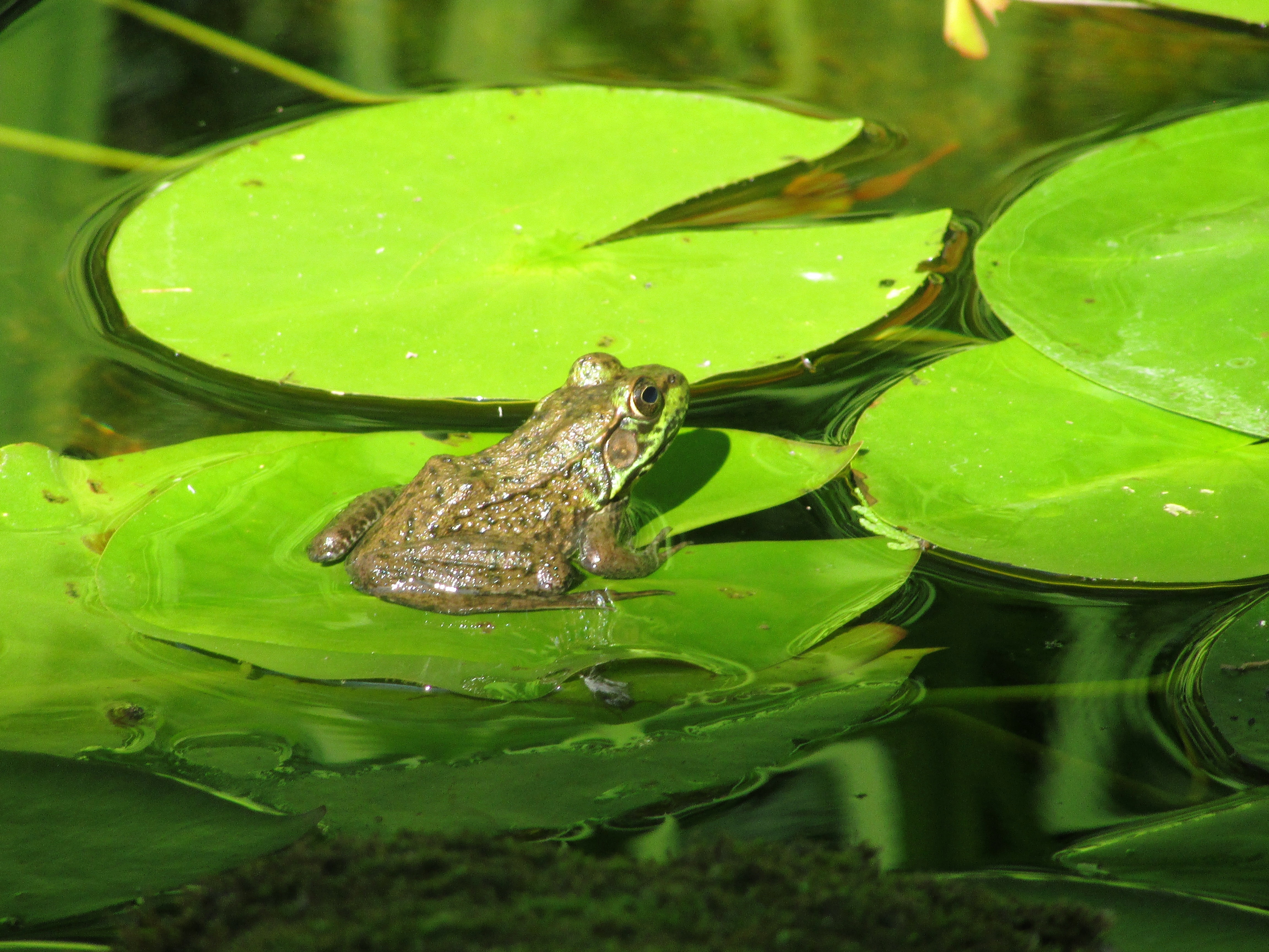 Download Water Green Leaf Animal Frog 4k Ultra HD Wallpaper