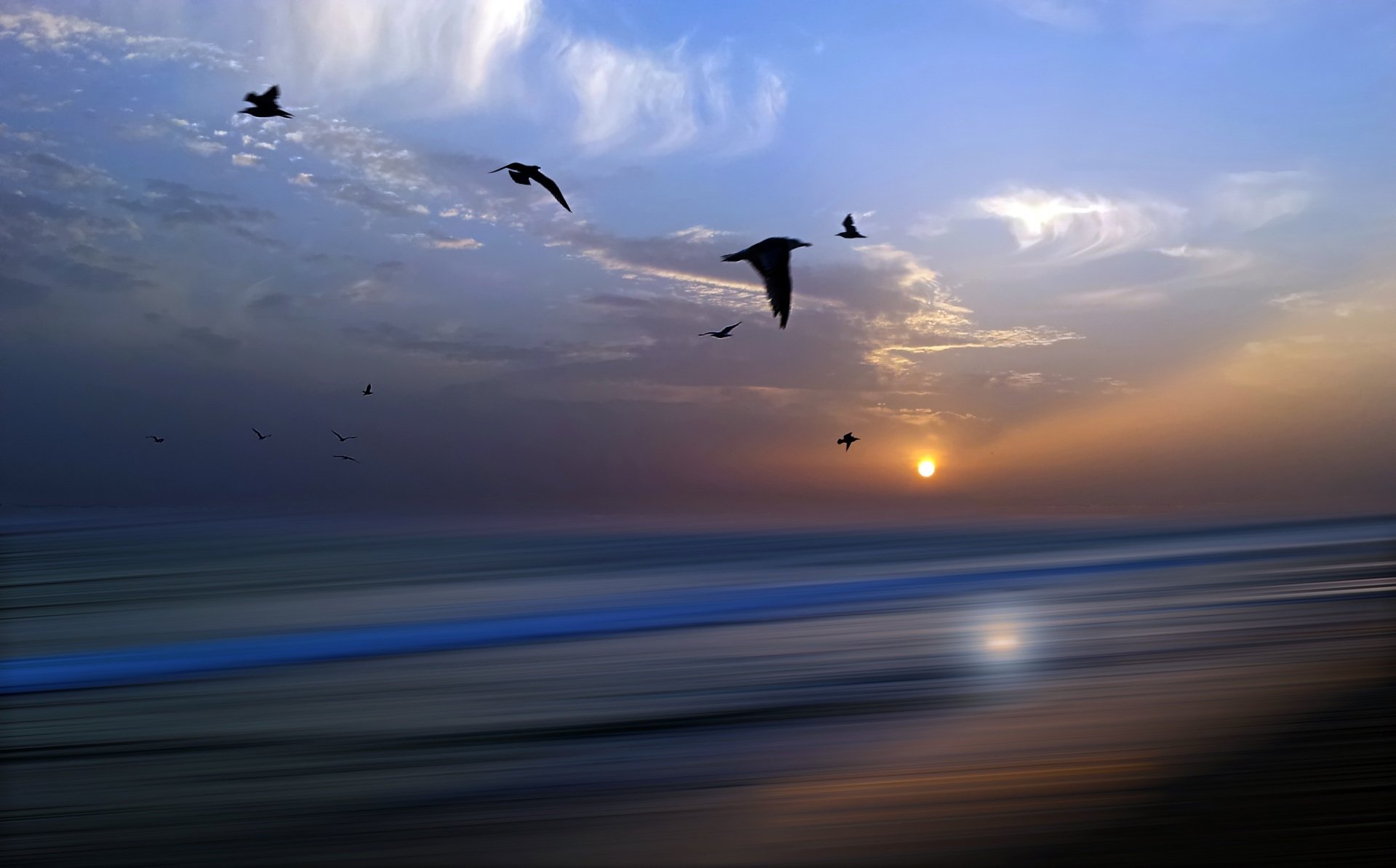 Download Sky Bird Horizon Ocean Nature Sunset  HD Wallpaper