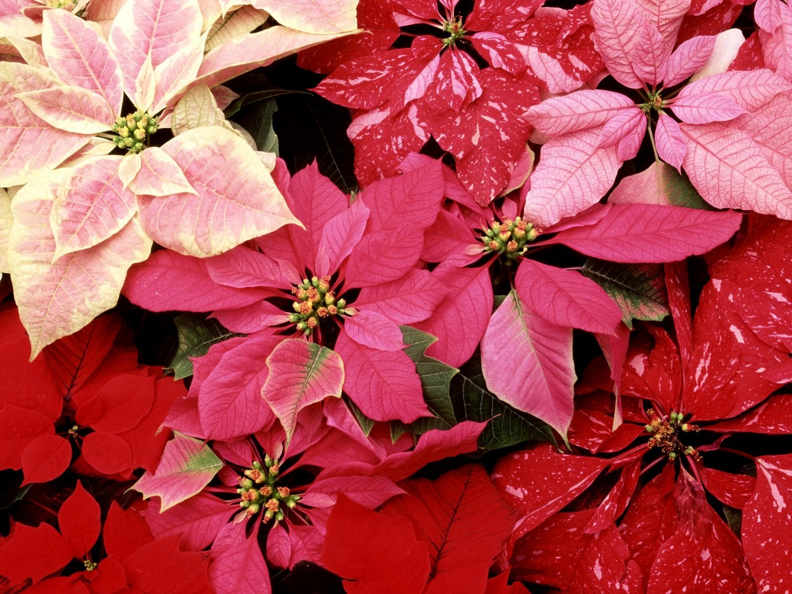 HD desktop wallpaper showcasing vibrant pink and red poinsettia flowers in nature, creating a rich and festive floral background.