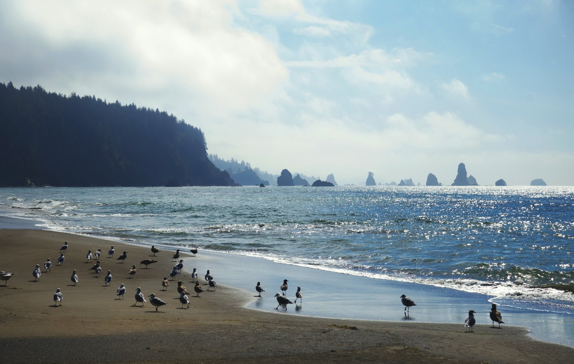 HD PC desktop wallpaper of a sandy coastline with seagulls and shorebirds on the beach, rolling ocean waves and distant sea stacks under a bright blue sky.