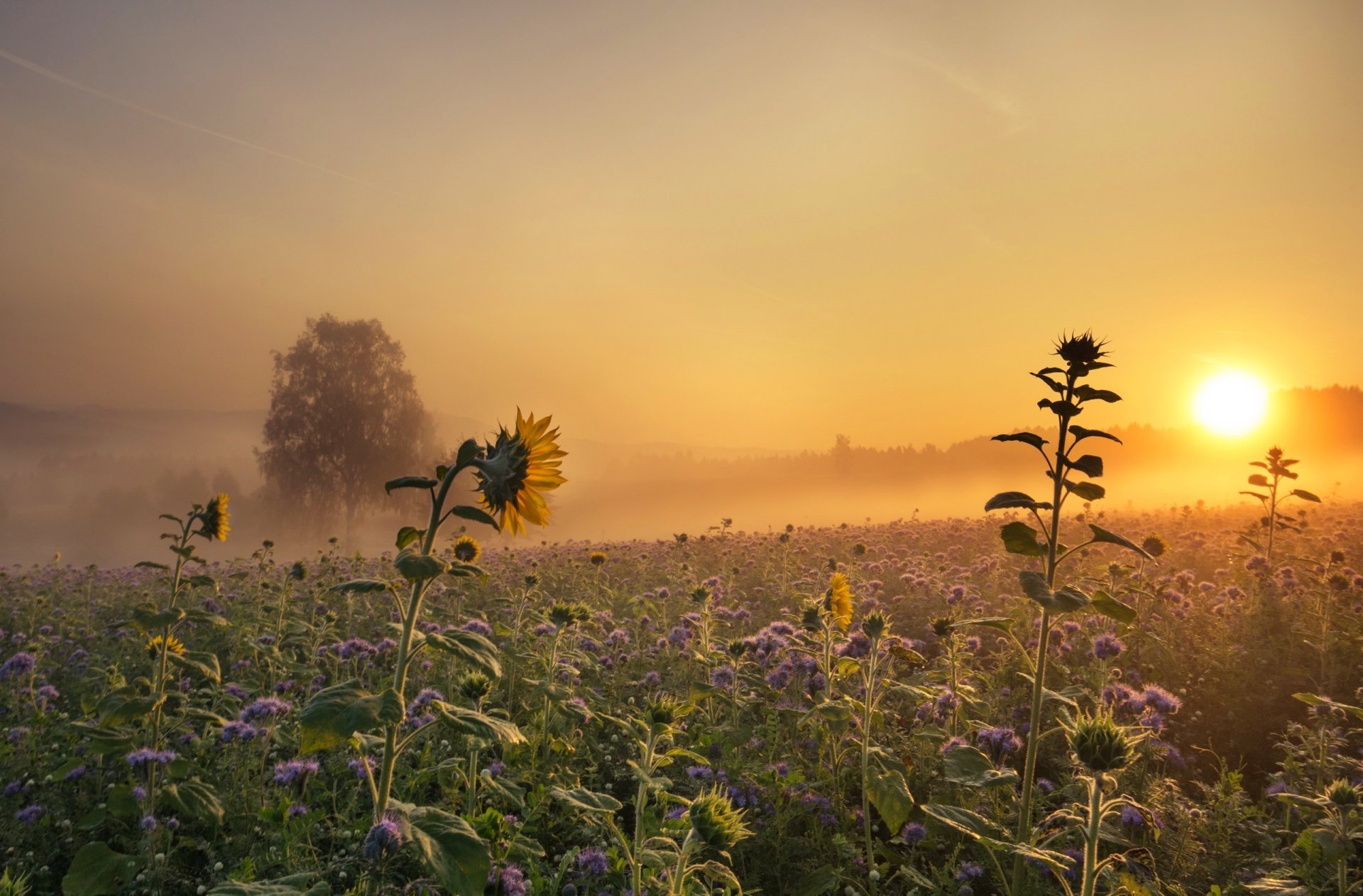 Download Yellow Flower Purple Flower Sunflower Fog Landscape Sun Nature ...