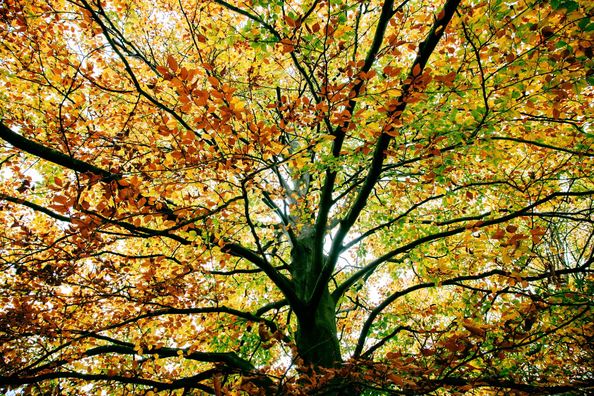 Nature Tree 4k Ultra HD Wallpaper