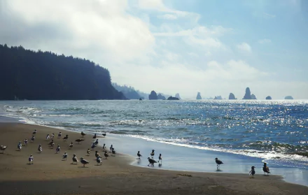 HD PC desktop wallpaper of a sandy coastline with seagulls and shorebirds on the beach, rolling ocean waves and distant sea stacks under a bright blue sky.