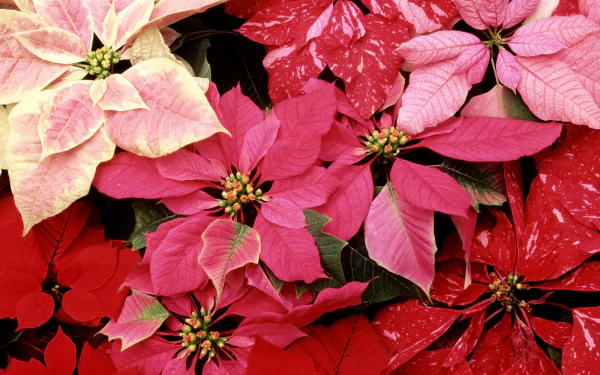 HD desktop wallpaper showcasing vibrant pink and red poinsettia flowers in nature, creating a rich and festive floral background.