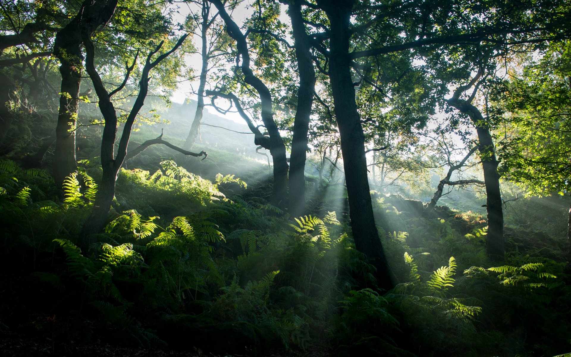HD PC desktop wallpaper showing sunbeams filtering through a dense forest of trees and ferns, highlighting the lush greenery and natural beauty of the scene.