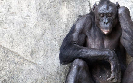 monkey lonely sad Animal chimpanzee HD Desktop Wallpaper | Background Image