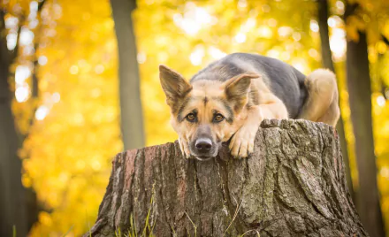 A German Shepherd rests atop a textured stump, set against a bokeh of warm autumn colors, creating a serene and inviting HD wallpaper background.
