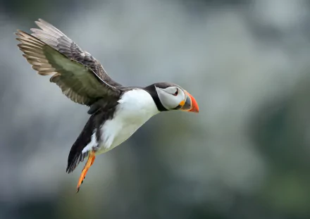 HD desktop wallpaper featuring a puffin bird in mid-flight against a softly blurred natural background.