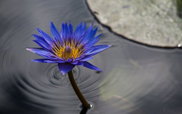 Earth Water Lily Flowers Nature Flower Water Blue Flower HD Wallpaper | Background Image