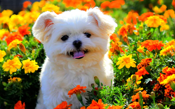  Cute Puppy in Flowers
