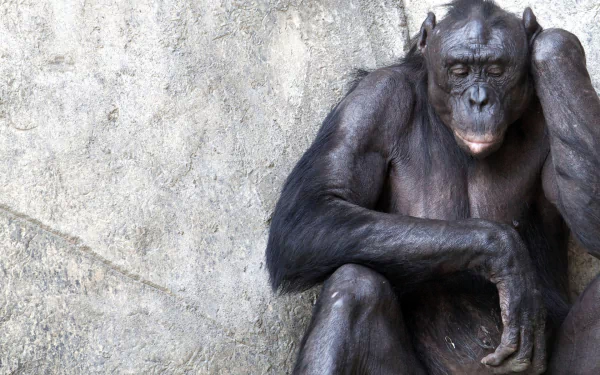 monkey lonely sad Animal chimpanzee HD Desktop Wallpaper | Background Image